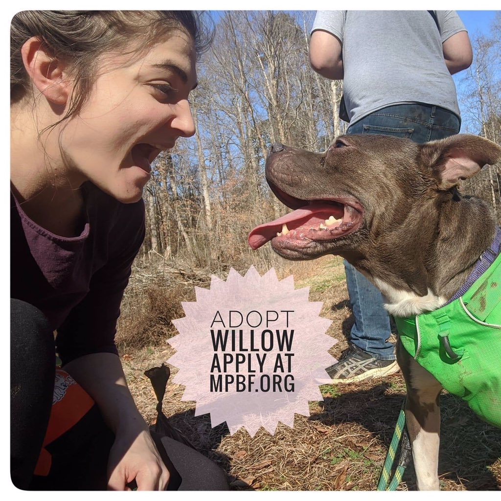 Merit Pit Bull tweet media