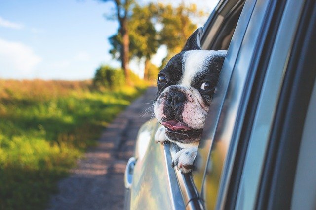 DogRocksHQ's tweet photo. If you travel with your dog 🚗🚙 please ensure you take your Dog Rocks for the effect to continue! You can use a jug or container with Dog rocks in, to decant into their water bowl! 🐶💦
https://t.co/WVuziX9jso
#DogRocks #MyDogRocks #DogsRock #dogs #dogsoftwitter #thepetsbiz https://t.co/JiB8cDM9vz