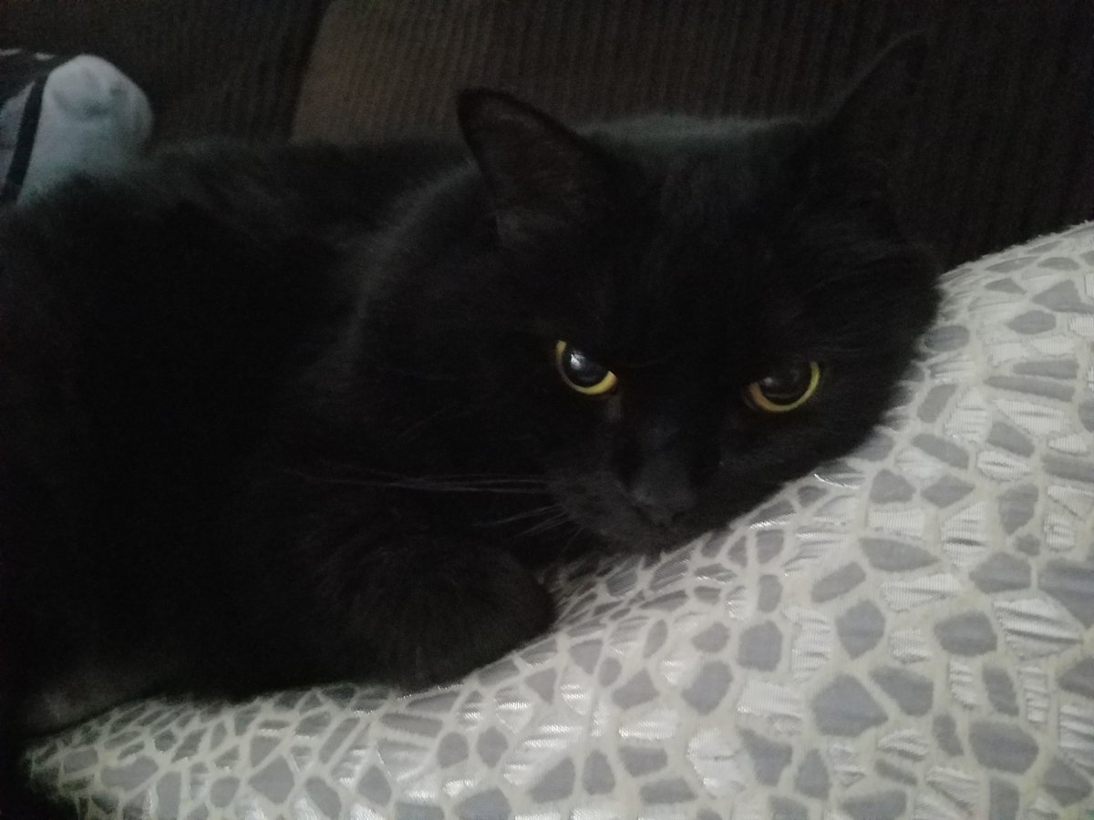 BestCatArwyn's tweet photo. Well, it is no Christmas Tree, but I guess this will do.
#nappingspot #panfursquad #catsoftwitter #TourDeCouch #couchsurfing https://t.co/svLY4jWIlW