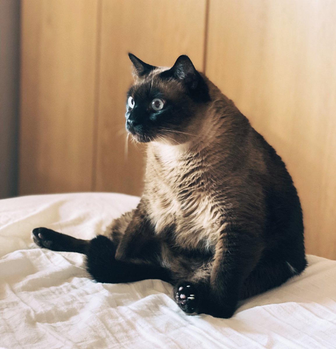 Mefi (Nádai Gábor) tweet media