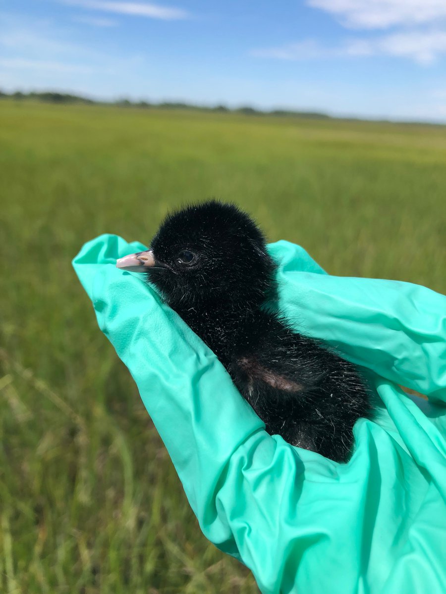 Looking for some techs to catch rails, find some nests, and help out with drone flights! See link for more info. #DErails #SHARPbirds 

wfscjobs.tamu.edu/jobs/clapper-r…