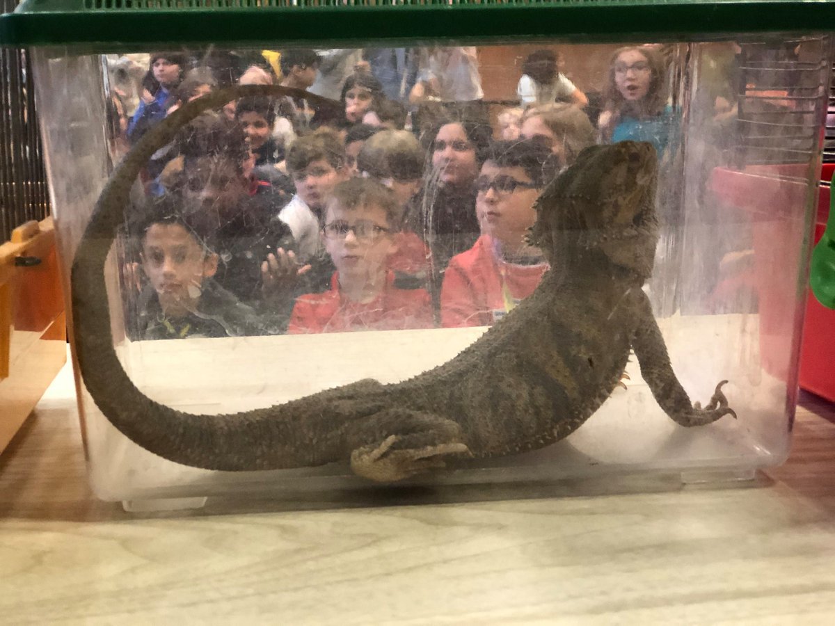 LudlowPublicSch's tweet photo. THINGS GOT A LITTLE WILD @VetsParkElem when 4th graders had a visit from some very interesting & mega cooooool animals from Lupa Zoo!The visit supported the ELA curriculum focusing on the current unit about animal adaptations. #animaladaptations #LPSGrowtheGood #VetsParkPRIDE https://t.co/2RFWzmGawO