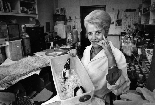 Dr. Marian Diamond in her lab in the 1960s. Picture: Eric Luse San Francisco Chronicle