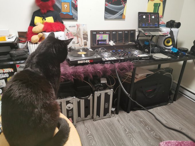DRUM N BASS ALL DAY! #cats #love #drumnbass too!! https://t.co/Ta5TXhTw8M<a href="/tag/cats"class="tags">#cats</a><a href="/tag/love"class="tags">#love</a><a href="/tag/drumnbass"class="tags">#drumnbass</a>