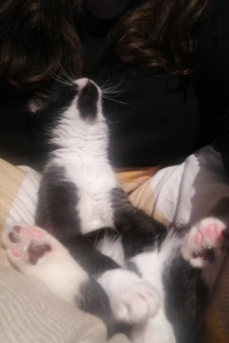 KAFender_Oxford's tweet photo. Cute kitten photo for today 🐾

#kitten #feline #cat #cwtchy #cwtchycat #cuddly #tinycat #animal #cutecat #cutekitten #cuteanimal #paws #babyanimal #babycat #catpaws #toebeans #sleepycat #swansea #whiskers #whiskersWednesday @AnimalPlanet @MicrostockA @wildlife__pics @Number10cat https://t.co/acZhHK64ss