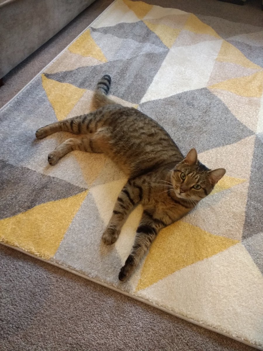 UnrulyEmber's tweet photo. @sophisaurus_rex Jealous lol, also cat right back at ya https://t.co/dscpqPS5Db