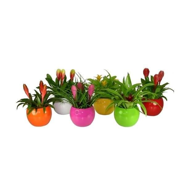 Rograplant's tweet photo. 💐💐💐¿Qué color te gusta más?
Si te gustan las nuevas #bromelias Pídelas ya!!! 🚗🚕 PORTES GRATIS en todos los pedidos.
https://t.co/LwqFISyCAs #plantasonline #plantasalpormayor #rograplant https://t.co/Wqd7uTMkMk