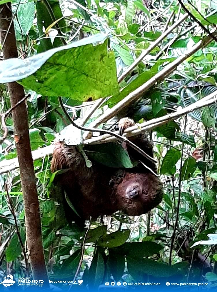 MunicipioPablo's tweet photo. #Naturaleza
Hermosa especie de Oso Perezoso fue visto en nuestro Cantón. 
Luego de admirar su belleza y captar un par de imágenes los ciudadanos dejaron que el animalito continúe su camino. https://t.co/mqXkHooxLa