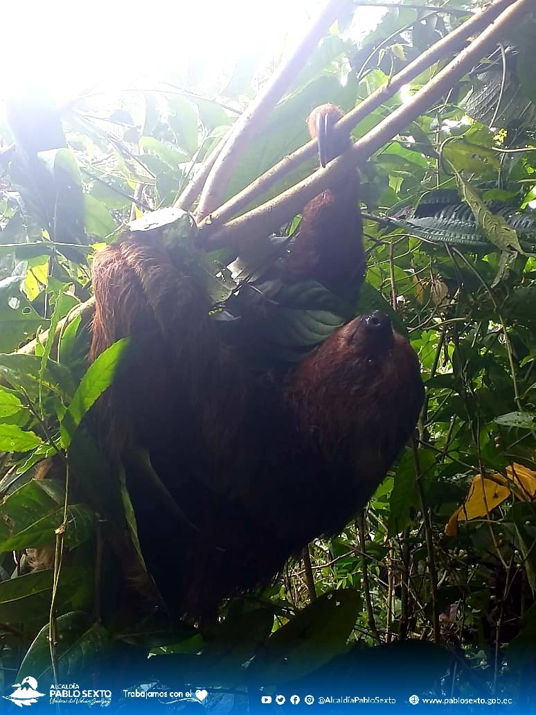 MunicipioPablo's tweet photo. #Naturaleza
Hermosa especie de Oso Perezoso fue visto en nuestro Cantón. 
Luego de admirar su belleza y captar un par de imágenes los ciudadanos dejaron que el animalito continúe su camino. https://t.co/mqXkHooxLa