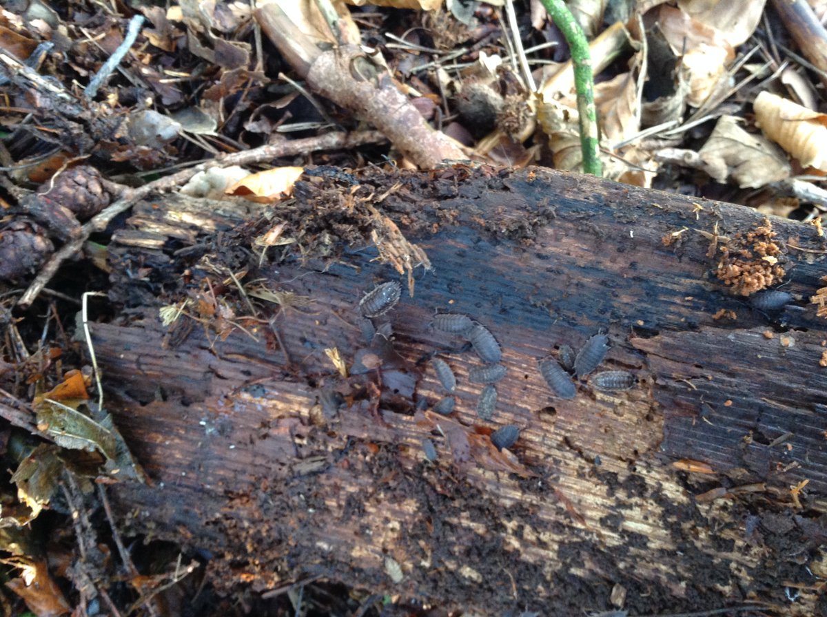 Calder Vale C of E tweet media