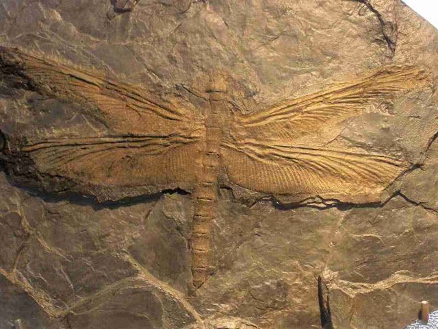 Did you know? The largest insect that ever lived, the dragonfly-like Meganeuropsis, had a wingspan of 28 inches. buff.ly/2R4pAo2 #dragonfly #odonata #fossil #DidYouKnow