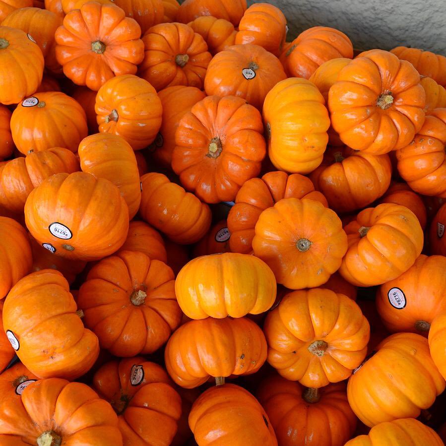 demseokdimple's tweet photo. The worlds tiniest little pumpkin, a thread 🎃 https://t.co/43ZvmI6f91