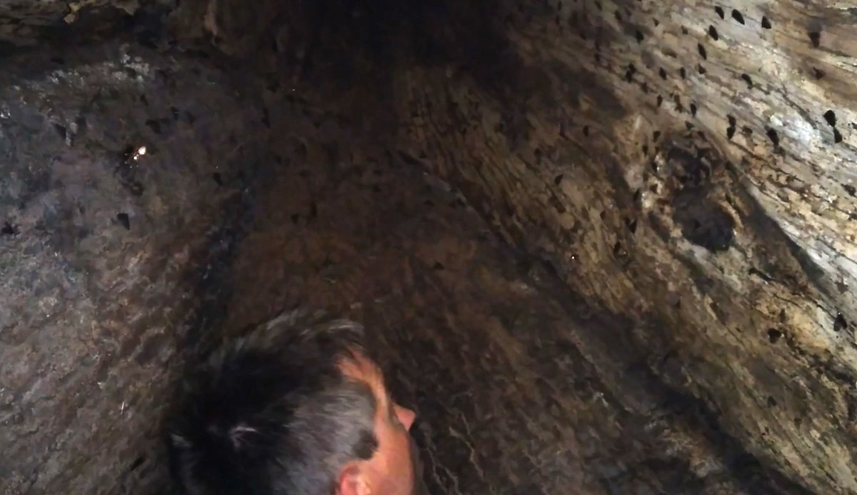 On #MuseumSelfieDay, a photo from the field: I'm inside a giant oak tree in San Felasco State Park, looking at aggregations of 100s of Idia litter moths. 
    Like bats, these moths form diurnal roosts. @ExploreFLParks 
More about this @FloridaMuseum:
floridamuseum.ufl.edu/science/hollow…