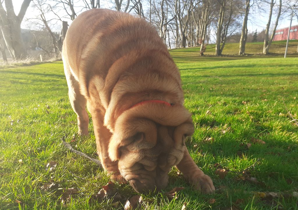 Dog Days Dog Walking Services. Est. 2008. tweet media