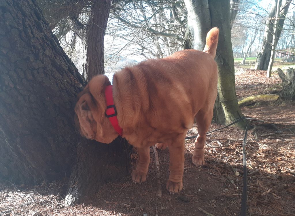 Dog Days Dog Walking Services. Est. 2008. tweet media