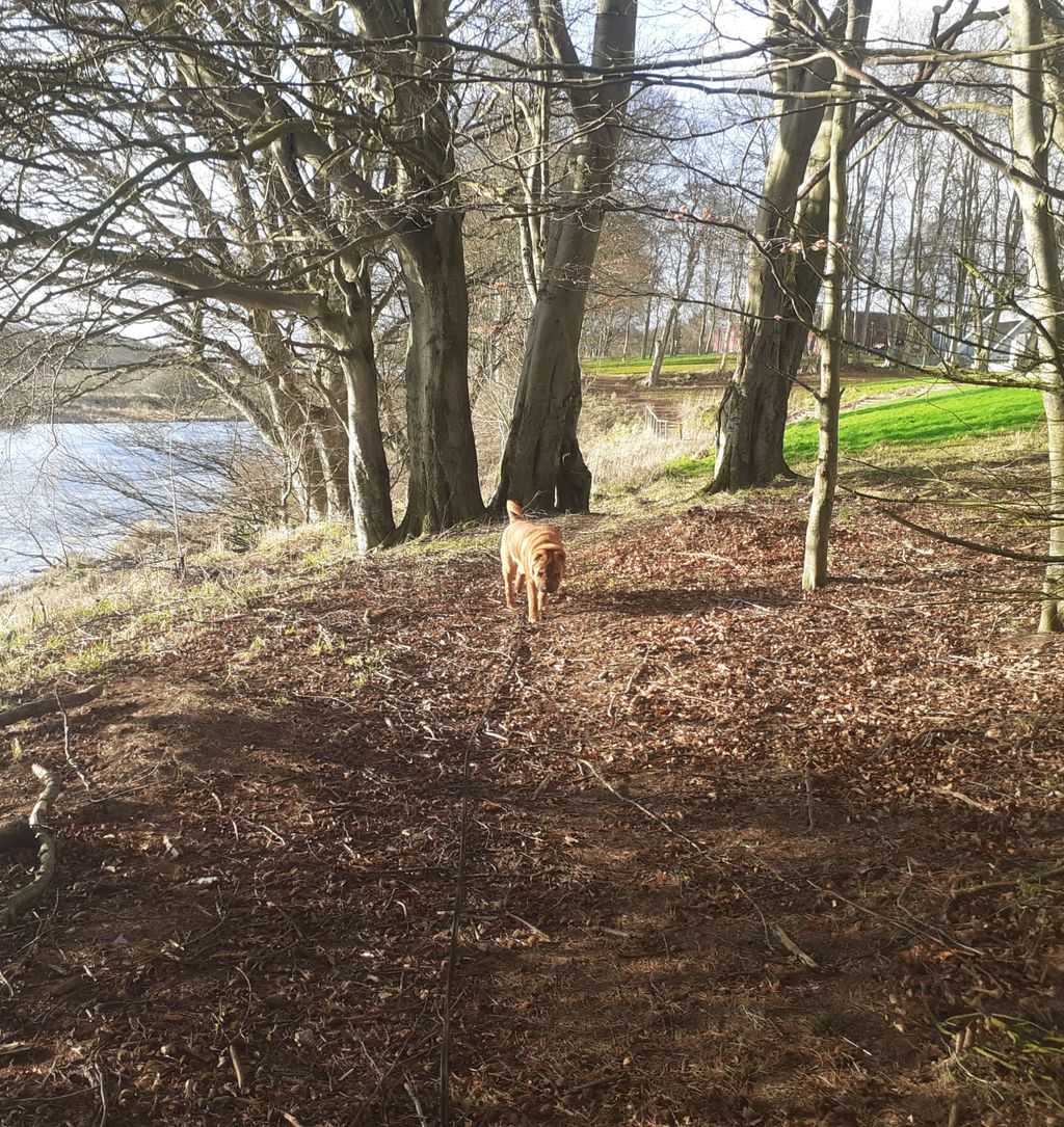Dog Days Dog Walking Services. Est. 2008. tweet media