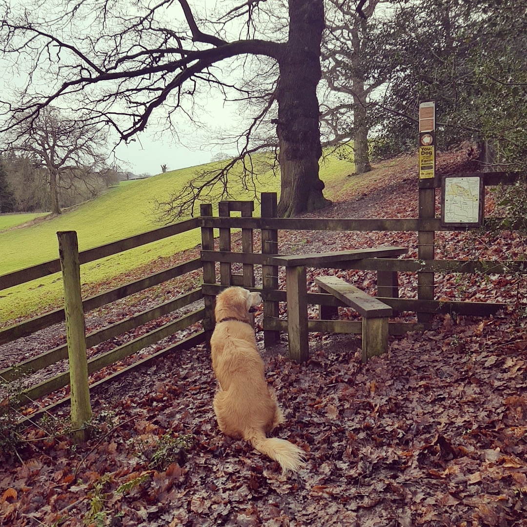 JaneImaginari's tweet photo. We had a wonderful morning today. We were waiting for my daughter to come out of college so we went to #Plaspower Woods for a walk by the river. After a wander there was time for a flask of coffee and a biscuit. The simplest times are often the most beautiful β€
@WoodlandTrust https://t.co/ipoDW3LTqL