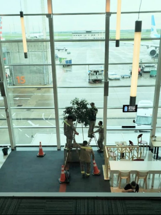 madorni's tweet photo. Llegás del exterior y apenas te bajás del avión en Ezeiza verificás la eficiencia y la productividad argentina: cuatro empleados para atender las necesidades de un ficus. Llegás a donde tenías que ir y no ves la hora de regresar a un país algo más normal que éste... https://t.co/TMpzpGhjaw