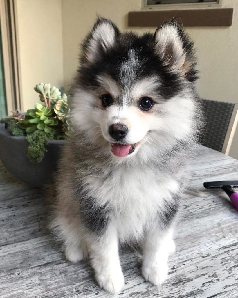 Ntsclo's tweet photo. Le Pomsky est le croisement du Spitz et du Husky. Il peut peser jusqu'à 15 kg et mesurer 45cm taille adulte 🥰 https://t.co/HnYUWt2Ot4