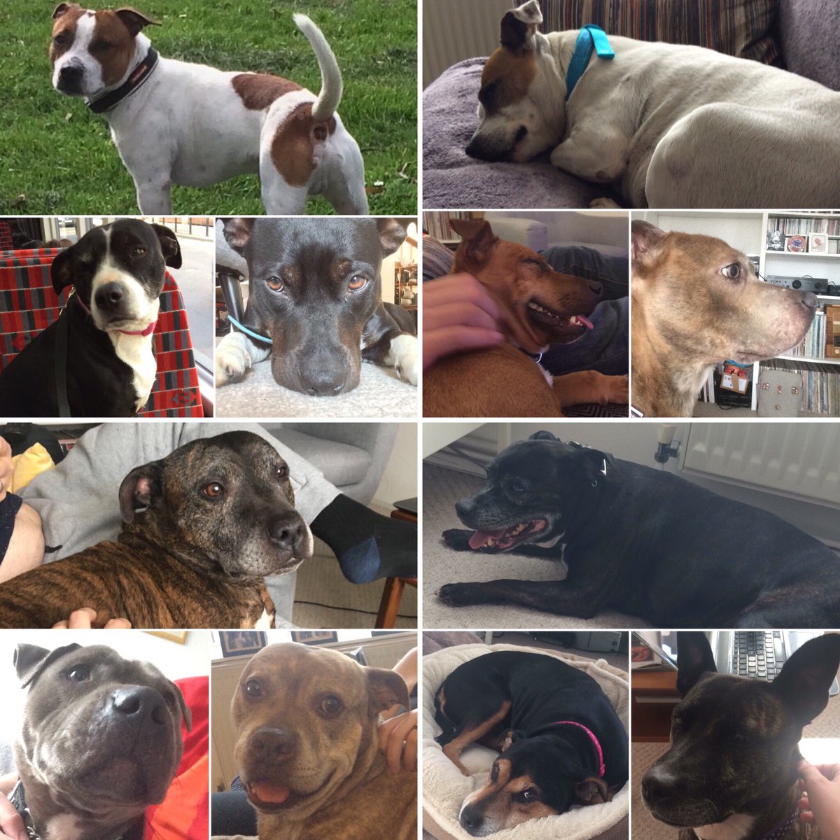 <a href="/toroholmen/">Tor Ove Holmen</a> <a href="/TheWhiteDiaries/">TheWhiteDiaries</a> No doubt! Here’s my foster crew.