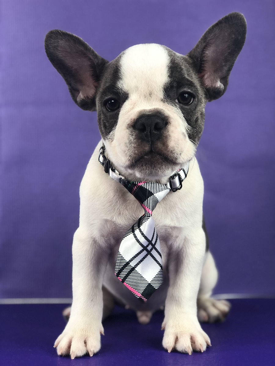 andreiagrooming's tweet photo. Nosso Puppy do dia! Esse lindão de 5 meses. French Bulldog. https://t.co/YfDdUT5wlP