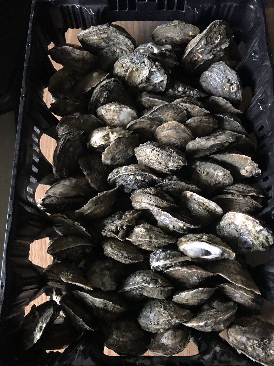 Students taking an active role in oyster  reef tank water quality