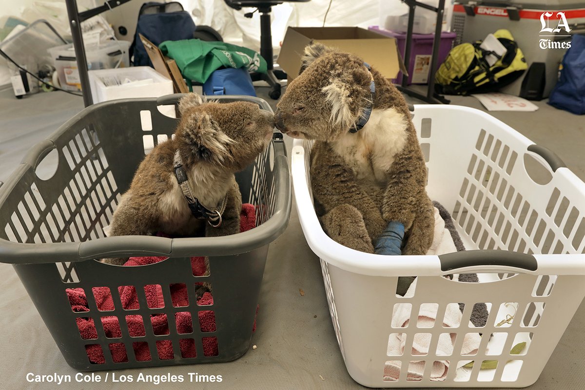 Scientists estimate that #AustraliaBushfires have killed possibly 1 billion native animals so far in Australia. While humans can adapt, ecosystems are far more vulnerable. Two #koalas wait for treatment on #KangarooIsland  @josephserna  <a href="/susrust/">Susanne Rust</a>     tinyurl.com/vwrvncz