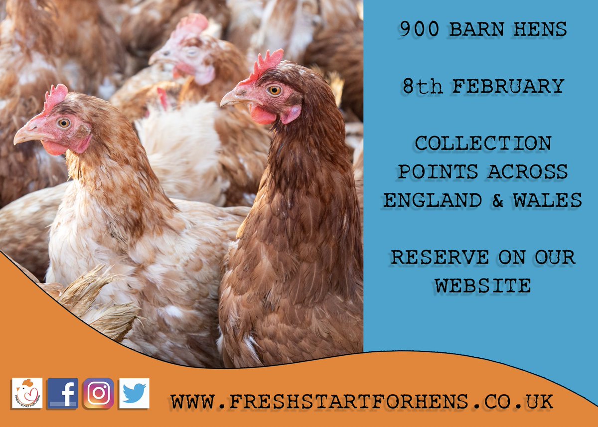 Fresh Start For Hens - Official on Twitter: 