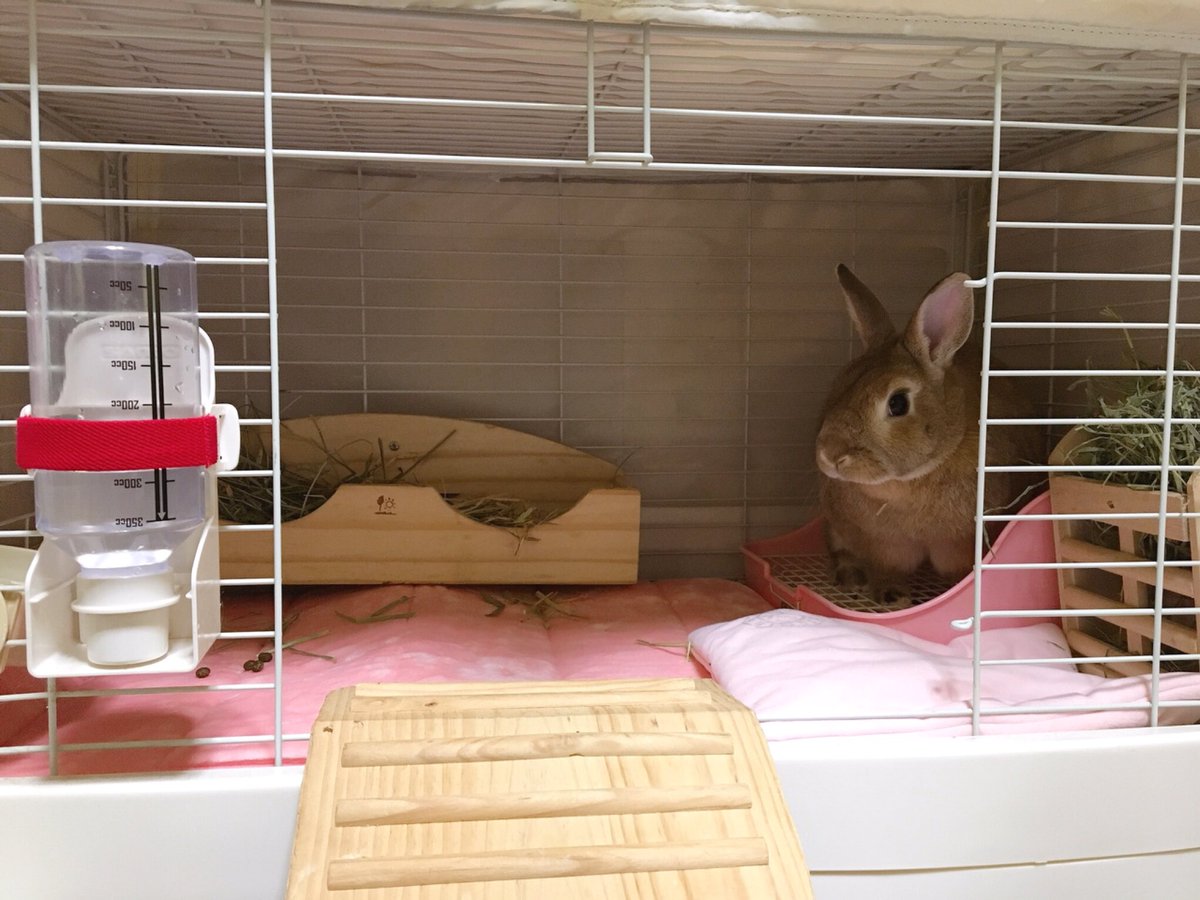 おこげとつみれ つみれのケージの中を牧草敷くのをやめてマットを敷いてみました マットピンク色にしたからめっちゃ女の子のお部屋って感じに そしてそこへ入るおこげさん 実はつみれよりもこのピンクづくしのお部屋気に入ってそうなのが面白い おこげとつみれ つみれのケージの中を牧草敷くのをやめてマットを敷いてみました マットピンク色にしたからめっちゃ女の子のお部屋って感じに そしてそこへ入るおこげさん 実はつみれよりもこのピンクづくしのお部屋気に入ってそうなのが面白い