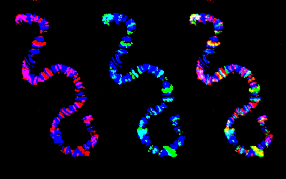 Fruit Fly Chromosome