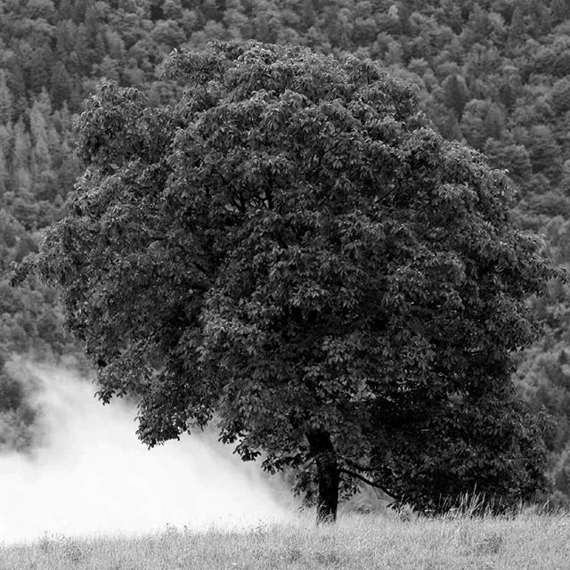 Wood, it's the lifeblood of our business. We use it in every product we make. We plant a tree for each item you buy. We've dedicated our lives to understanding, learning, and respecting it. Before you buy any of our furniture, find out more about the woo… ift.tt/36XQqF5