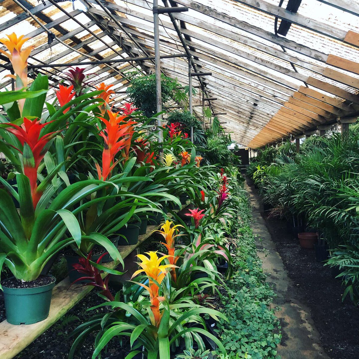 Ellen Mary tweet media