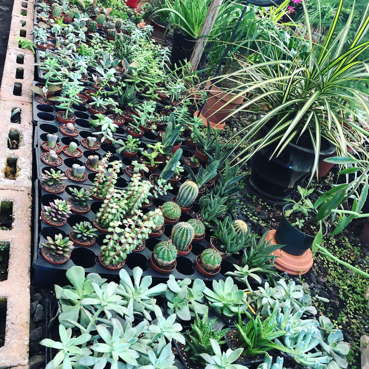 Ellen Mary tweet media