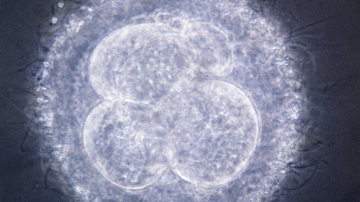 Embryo Research To Reduce Need For In Vitro Fertilization Raises Ethical Concerns dlvr.it/RN6jJ3