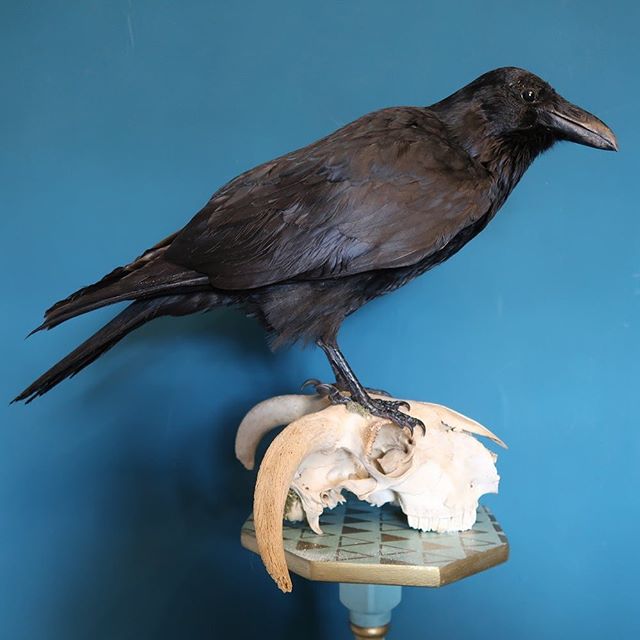 Mission “make some space” continues tonight by me putting this monster sized raven, mounted on a nature found ram skull, on sale with £100 discount, amazing chance to snap up an absolutely magnificent bird at a great price! On the website, link in bio. #Taxidermy #curio #curiosit