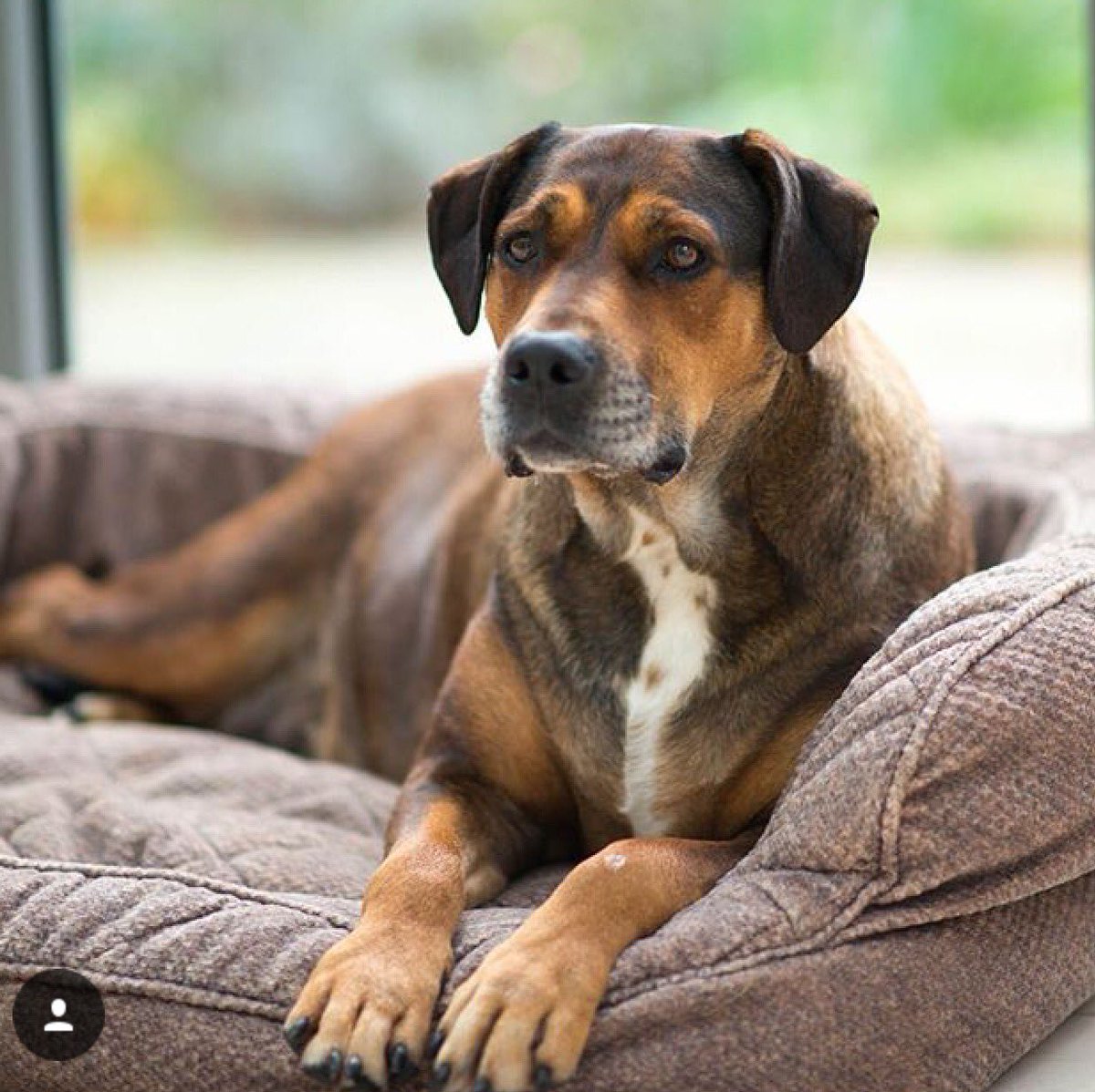 ***New Blogpost*** The joy of fostering a rescue dog 🐶 #fosterdogs #rescuedogs #adoptdontshop #doglovers thewhitediaries.com/the-joys-of-do…