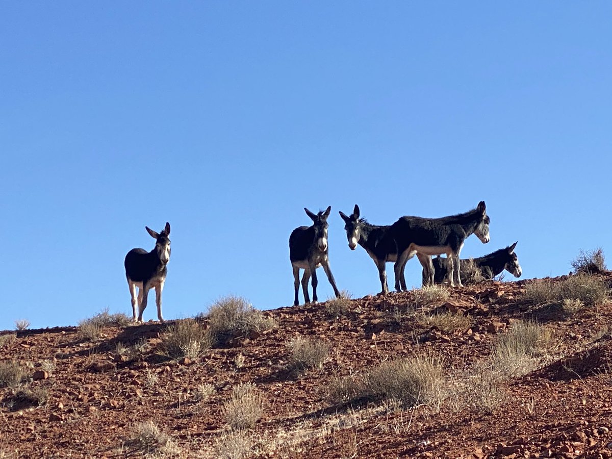 jfkeeler's tweet image. At Mexican Hat on the Navajo Nation we saw these beautiful burros! #NativeJournalism