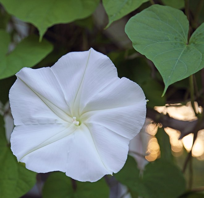 ashleybaker02's tweet image. I was born in the hour of the moonflower 🌙 #flowerclock #9:02pm #botany