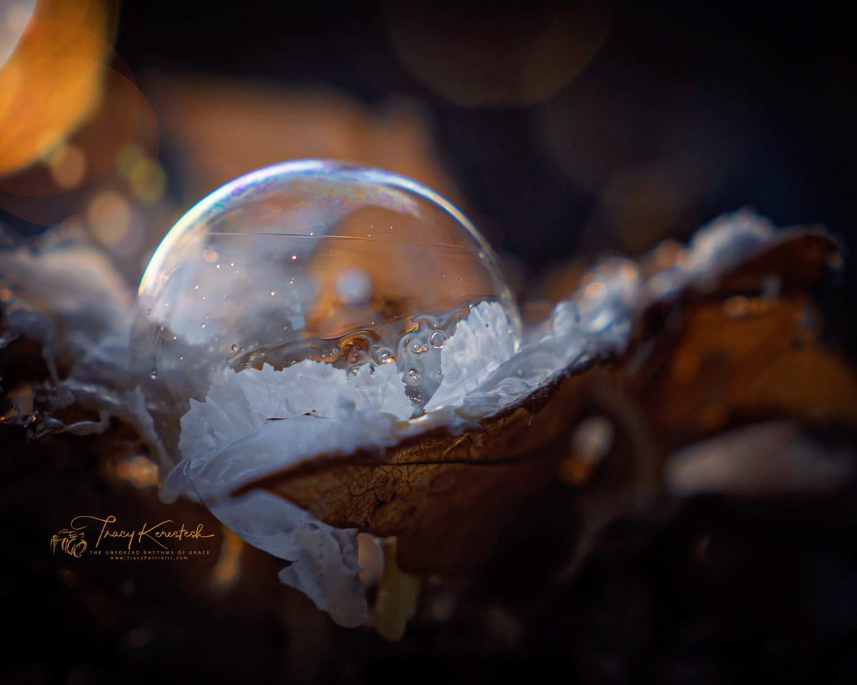 tracyportraits's tweet photo. Frozen Ice Bubbles
#icebubbles @Saskatchewan #LandofLivingSkies #OurNature @weatherchannel #YourSask @TiffanyGlobal @CTVwdean #cbcsklens #exploresask #ThePhotoHour #sharecangeo @weathernetwork #prairiesnorth #ShareYourWeather #exploreSaskPrairie #SaskTrailsPhotoContest https://t.co/BEKBwNUQ6D