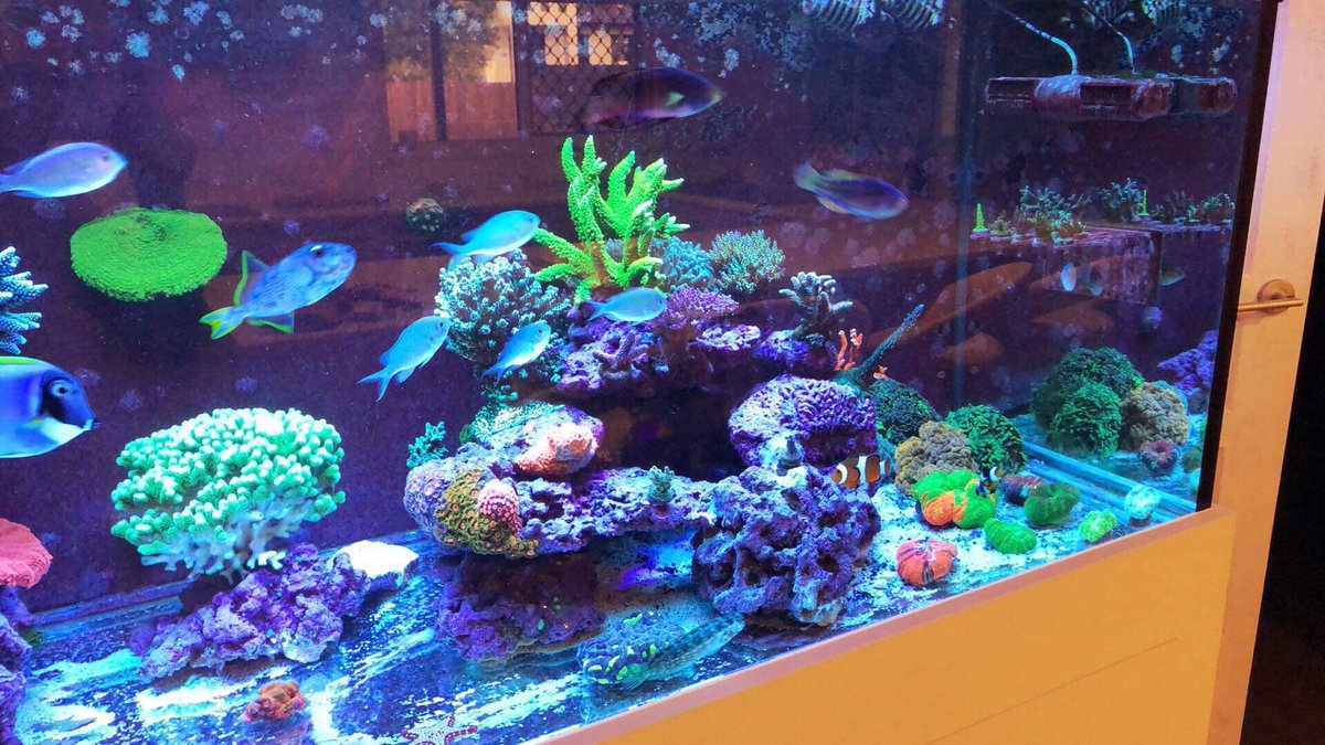Reefanabolics's tweet image. Fuelled by Reef Anabolics ✨ 

Photos courtesy of Chris Arthur 👏

Beautiful slice of paradise ☺️🐠🌈 

#reefanabolics #RA #addicted2fish #reefingmadeeasy #australia #coral #reef #saltwatertank #reeftank #amazing  #allmymoneygoestocoral #acropora #lpscoral #beautiful #aquarium