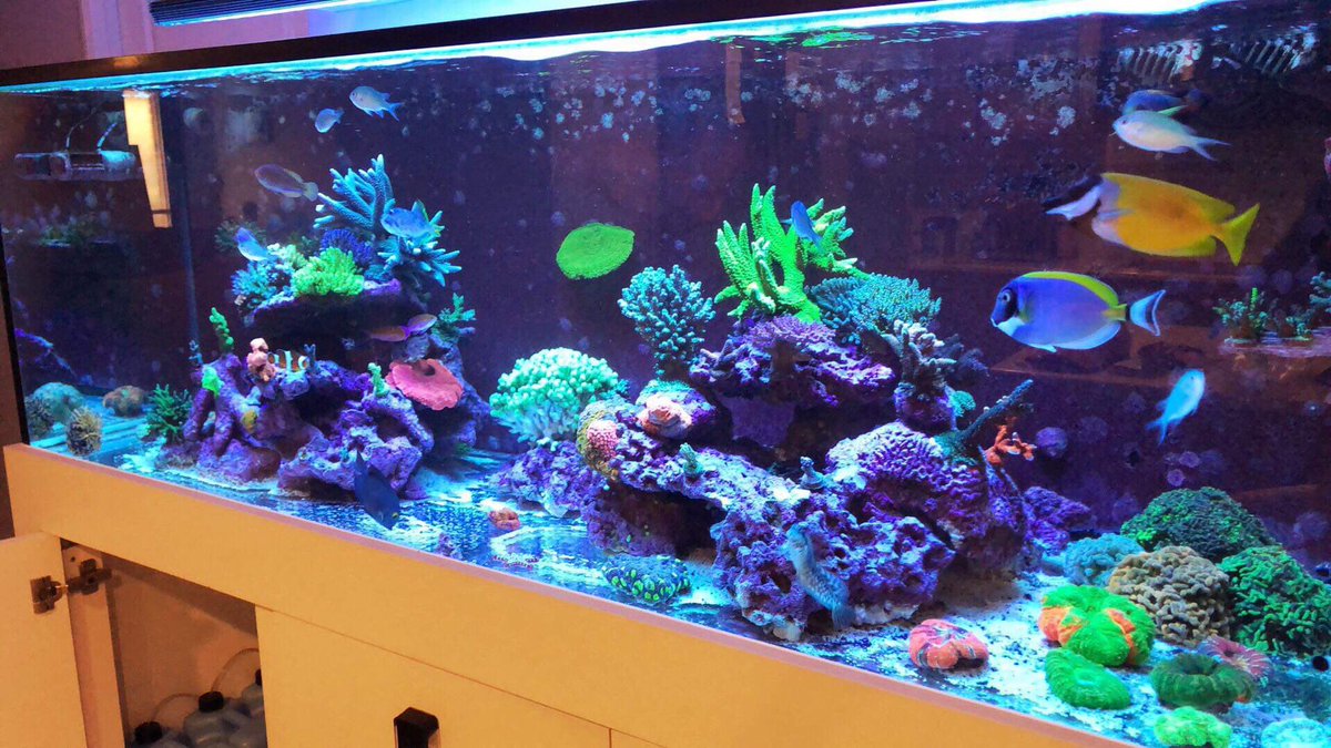 Reefanabolics's tweet image. Fuelled by Reef Anabolics ✨ 

Photos courtesy of Chris Arthur 👏

Beautiful slice of paradise ☺️🐠🌈 

#reefanabolics #RA #addicted2fish #reefingmadeeasy #australia #coral #reef #saltwatertank #reeftank #amazing  #allmymoneygoestocoral #acropora #lpscoral #beautiful #aquarium