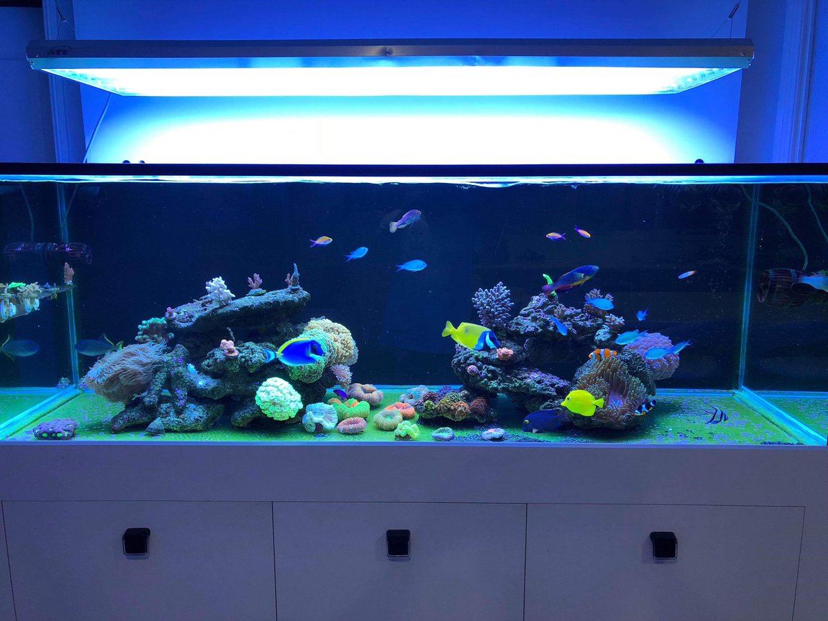 Reefanabolics's tweet image. Fuelled by Reef Anabolics ✨ 

Photos courtesy of Chris Arthur 👏

Beautiful slice of paradise ☺️🐠🌈 

#reefanabolics #RA #addicted2fish #reefingmadeeasy #australia #coral #reef #saltwatertank #reeftank #amazing  #allmymoneygoestocoral #acropora #lpscoral #beautiful #aquarium