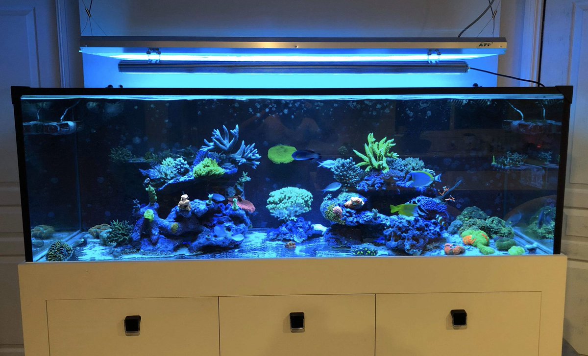 Reefanabolics's tweet image. Fuelled by Reef Anabolics ✨ 

Photos courtesy of Chris Arthur 👏

Beautiful slice of paradise ☺️🐠🌈 

#reefanabolics #RA #addicted2fish #reefingmadeeasy #australia #coral #reef #saltwatertank #reeftank #amazing  #allmymoneygoestocoral #acropora #lpscoral #beautiful #aquarium