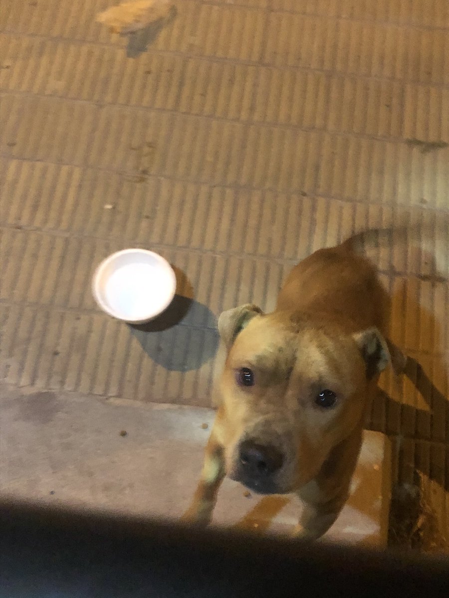 Uso twitter porque dudo que en Instagram alguien me de bola. Estoy en necochea de vacaciones (Costa argentina) y nos siguió un perrito desnutrido y llorando. Le dimos comida y agua pero no podemos entrarlo a la casa. Si pudieran difundir esto a ver si el perrito es de alguien o +