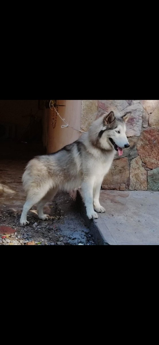#EsteEsMiPerro  se llama Maylob, es niña y tiene un año