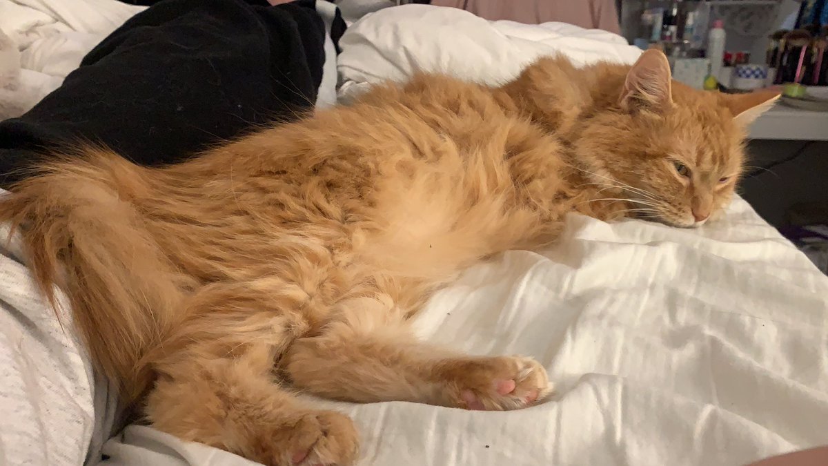 It amazes me out how much space this small critter can take up on my bed 🤯