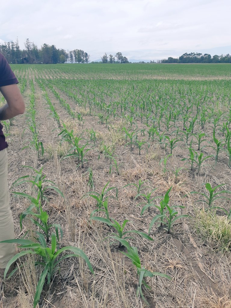 agusting79's tweet photo. Estuvimos de recorrida de lote aplicado con #Laudis de @Bayer4CropsAR junto a @fernandomarco46 
A 5 DDA ya se observan síntomas se control. A tener muy en cuenta el tamaño de malezas al momento de su control para que las herramientas sean eficaces y sostenibles! https://t.co/RkuL2RRTlr