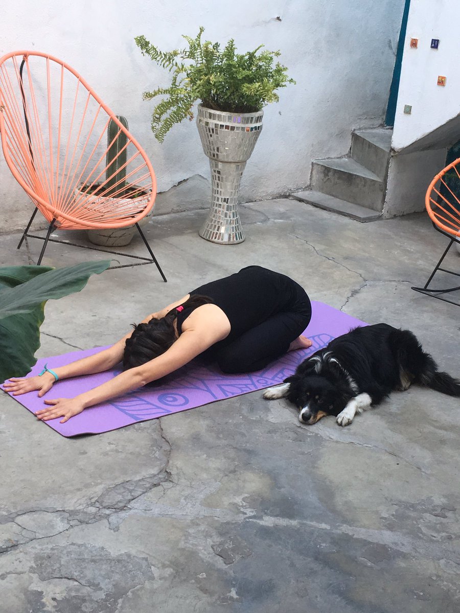 MatTemploo's tweet photo. #EsteEsMiPerro Se llama Chandra, vive en Casa Goo #SLP y ama hacer yoga con los huéspedes https://t.co/yUtx6J9XFA