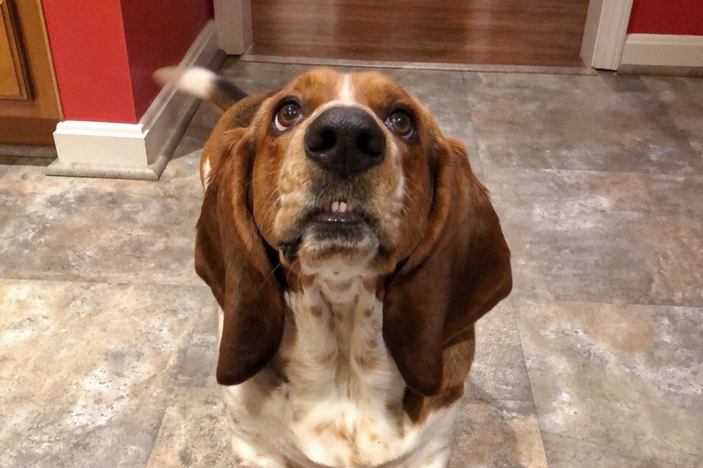 ElmerTheBasset's tweet image. 1 part Basset, 1 part Beaver #hybrid #buckteeth #twofrontteeth #dog #dogs #dogsofinstagram #woof #bark #ilovemydog #bassetworld #basset #bassets #bassethound #bassethounds #hounddog #puppy #cutie #puppylove #puppyeyes #instagram #cincinnati #dogsofcincy #ohio @dogsofcincyblog