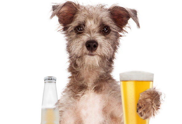 HyperionPublic's tweet photo. Even the dog knows it's time for a drink... 

#humpday #overit #timeforcocktails #beer and #food #silverlake #lofeliz #losangeles #pupsonthepatio #hyperionpublic #letsgo
🍻🥂🥃🍷🔥 https://t.co/sfQ5tQul0F